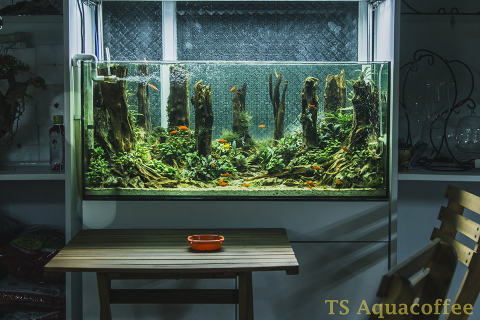 Bảo Lộc: Độc đáo mô hình cà phê thủy sinh