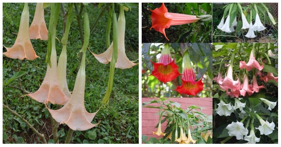 Hoa loa kèn ngoại lai trồng nhiều ở Đà Lạt ‘lấy mạng’ người nếu ăn phải