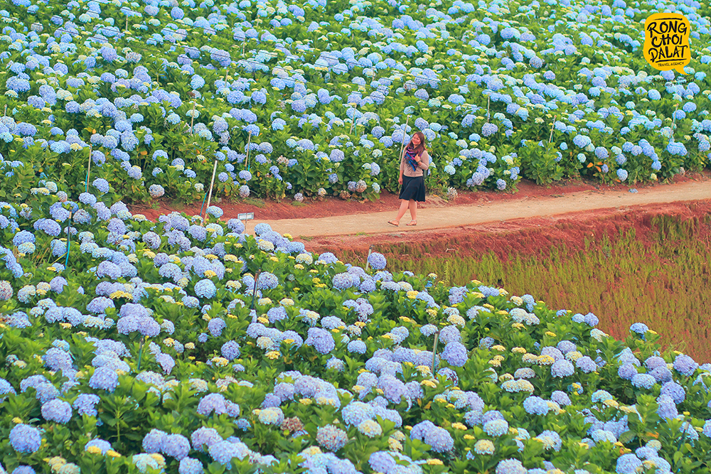 Choáng ngợp trước đồi hoa Cẩm Tú rộng bát ngát ở Đà Lạt