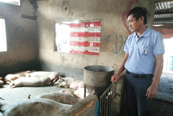 Lâm Đồng: Giá heo tụt dốc, người chăn nuôi điêu đứng