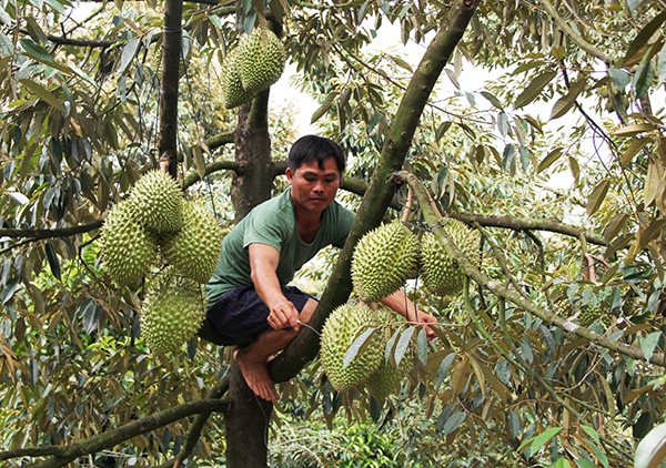 Lâm Đồng: Trộm lộng hành tại “thủ phủ” sầu riêng