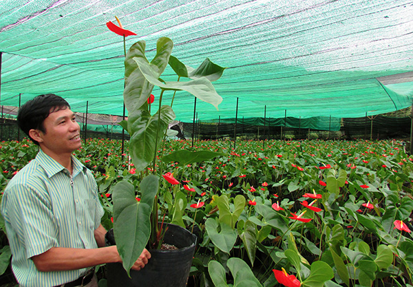 Đà Lạt: Thu tiền tỷ sau “lễ kết hôn” giữa hoa hồng môn và địa lan