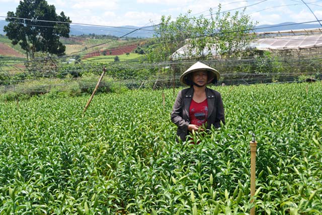 Lâm Đồng: Tỷ phú trồng hoa ly… ngoài trời, bán vạn bông mỗi tuần
