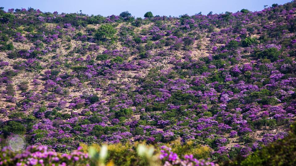 Tạm xa Đà Lạt xách ba lô đi sống ảo giữa rừng hoa bằng lăng tím