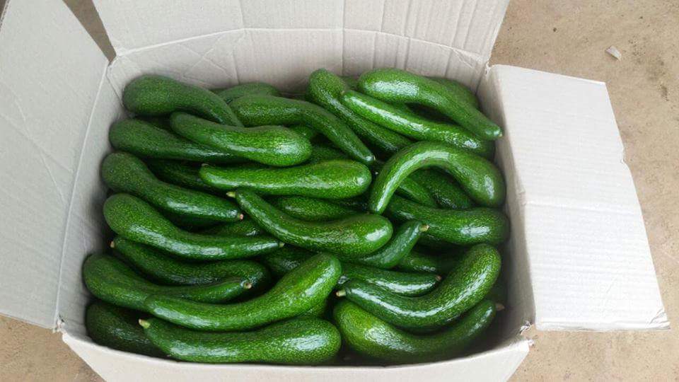 Cận cảnh giống bơ khủng cho thu tiền tỷ ở Lâm Đồng