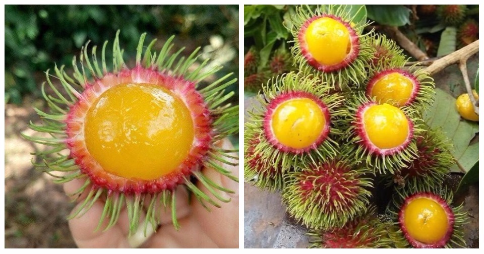 ĐANG RẦM RỘ Chôm chôm ruột vàng, có nhiều ở các Tỉnh Tây Nguyên