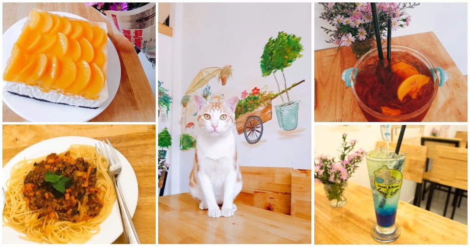 Bảo Lộc: Lập kèo thăm bạn mèo xinh, ăn uống linh tinh tại Lazy Cat