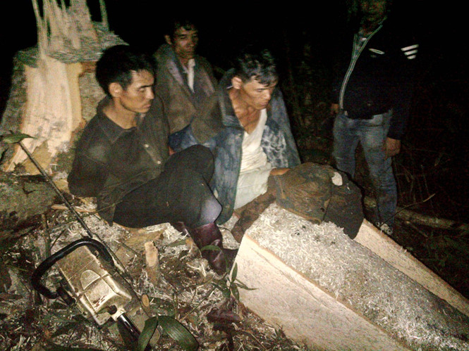 Bảo Lâm: Bắt 4 giữ nghi phạm triệt hạ 26 cây gỗ quý