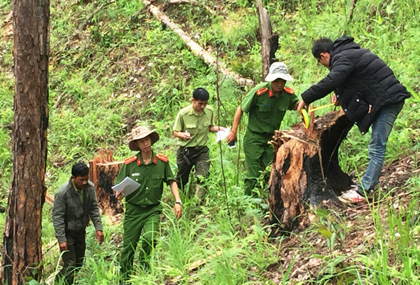Lâm Đồng: Hàng chục cây thông 3 lá tự nhiên bị lâm tặc chặt hạ