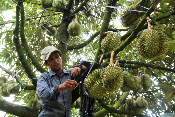 Lâm Đồng: Vườn sầu riêng trĩu trái trong mùa thất bát