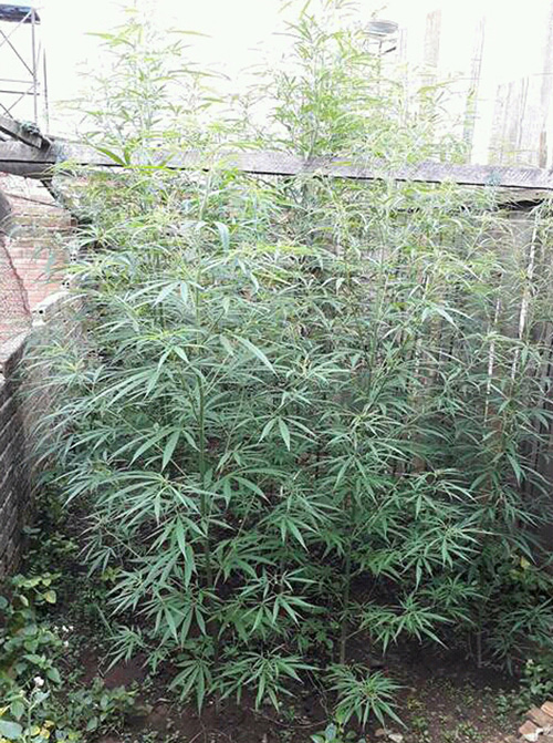 Bảo Lộc: Phát hiện 1 vụ trồng 46 cây cần sa