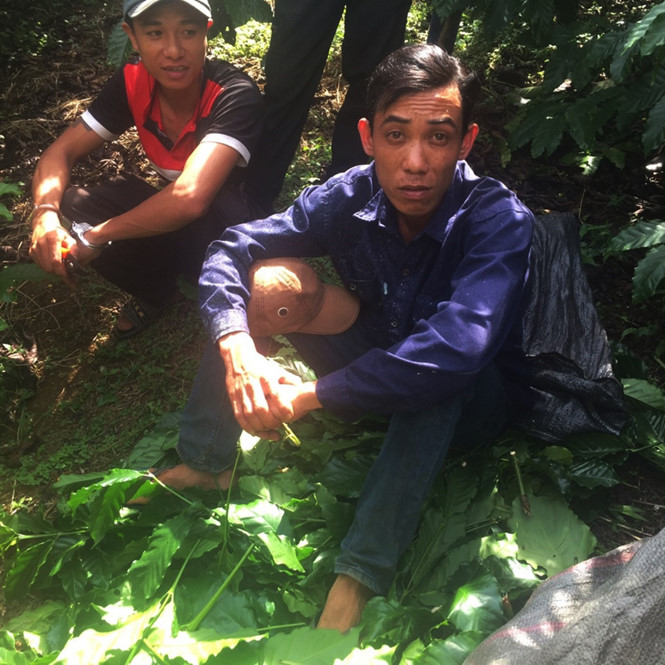 Bảo Lâm: Bắt quả tang 2 anh em ruột cắt trộm chồi cà phê