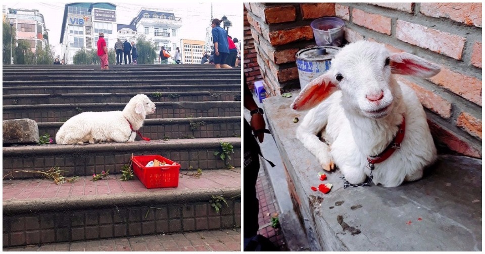 Phẫn nộ trước hình ảnh cừu con trắng nõn bị xích cổ bắt đi ăn xin ở chợ Đà Lạt
