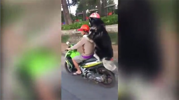 Đà Lạt: Chú chó đội MBH, ôm chặt chủ trên xe máy gây ‘sốt’