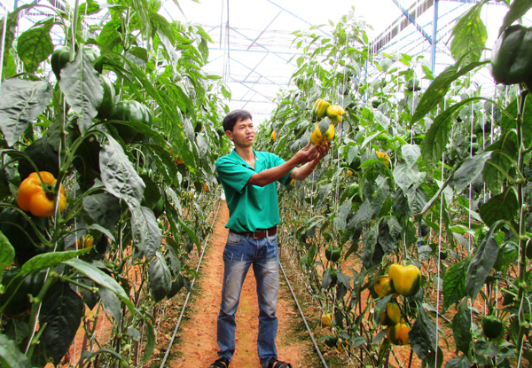 Đà Lạt: Trồng rau treo thẳng ở Định Farm