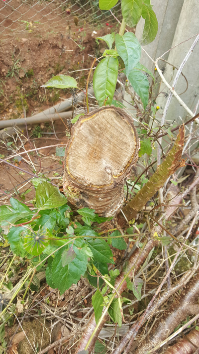 Đà Lạt: Nhiều cây mai anh đào bị chặt hạ trái phép