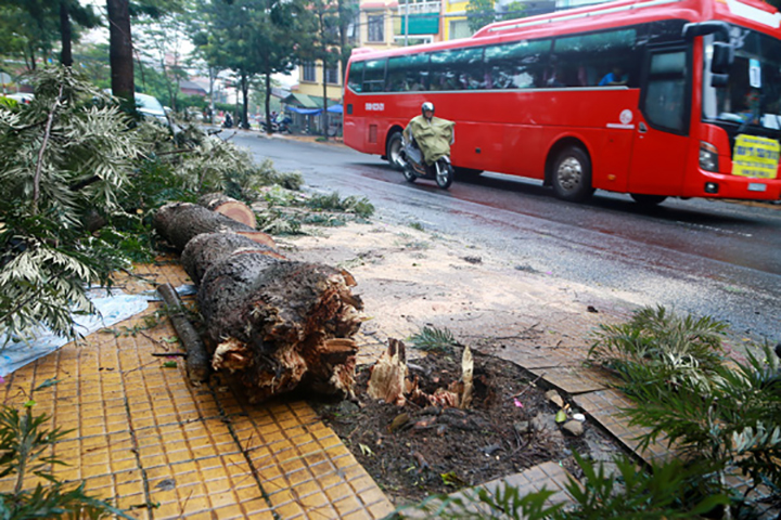Đà Lạt: Gió giật mạnh, nhiều cây xanh gãy đổ