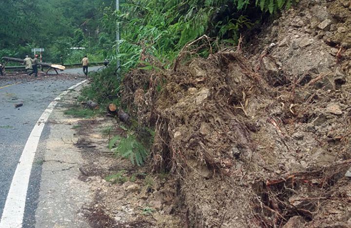 Đà Lạt: Cây ngã đổ trên đèo Prenn làm hai người bị thương