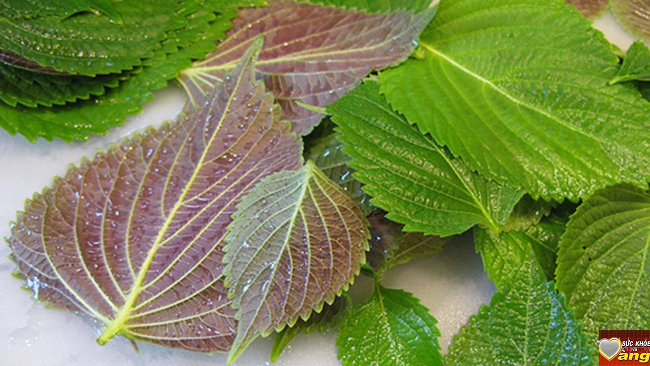 Bán sang Nhật, rau tía tô có giá 500-700 đồng/lá