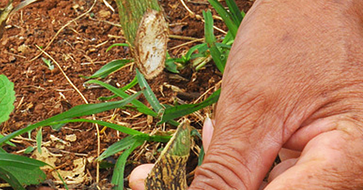 Di Linh: Cần điều tra, truy tìm kẻ phá hoại vườn chanh dây