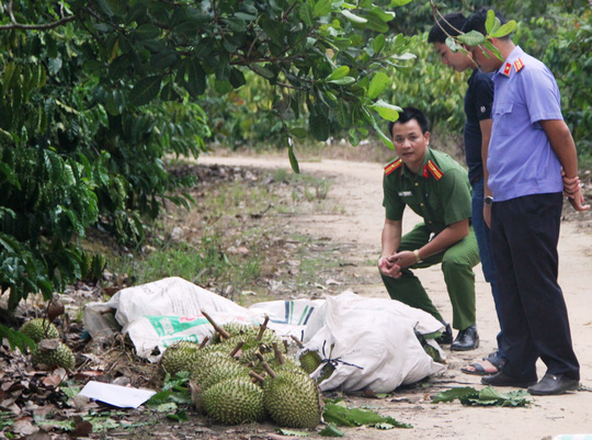 Lâm Đồng: Trộm cắp sầu riêng dẫn đến án mạng thương tâm khiến 2 người tử vong.