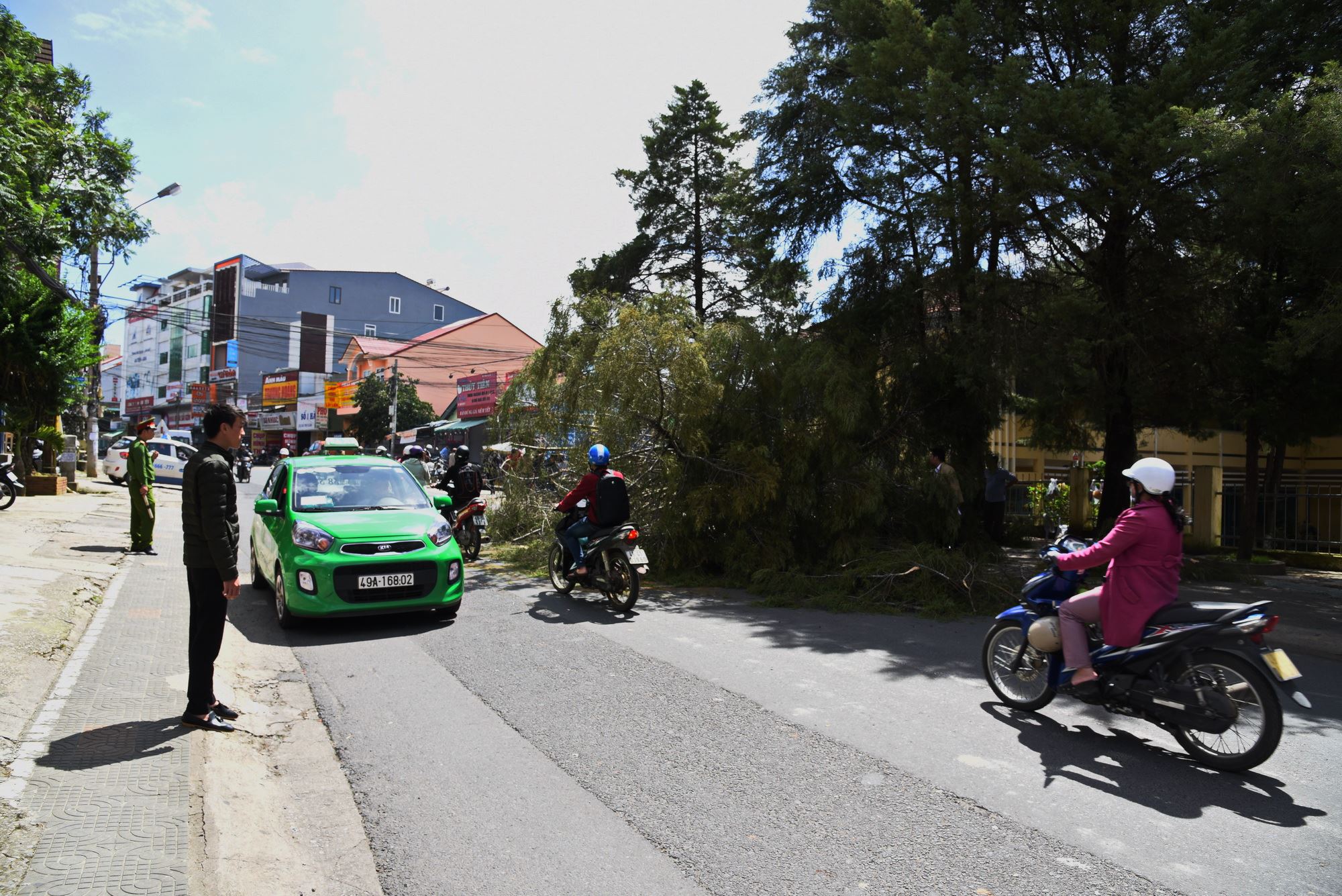 Đà Lạt: Cây tùng đổ đè bẹp 2 xe máy, cô gái trẻ may mắn thoát chết