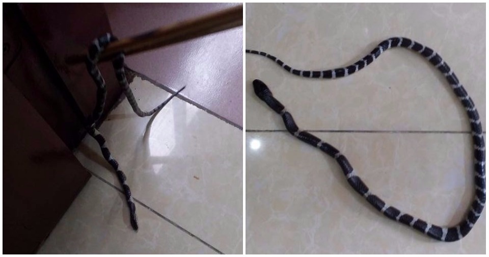 Đi du lịch, khách hoảng hốt phát hiện rắn cạp nong bò ra từ túi đồ ở nhà nghỉ