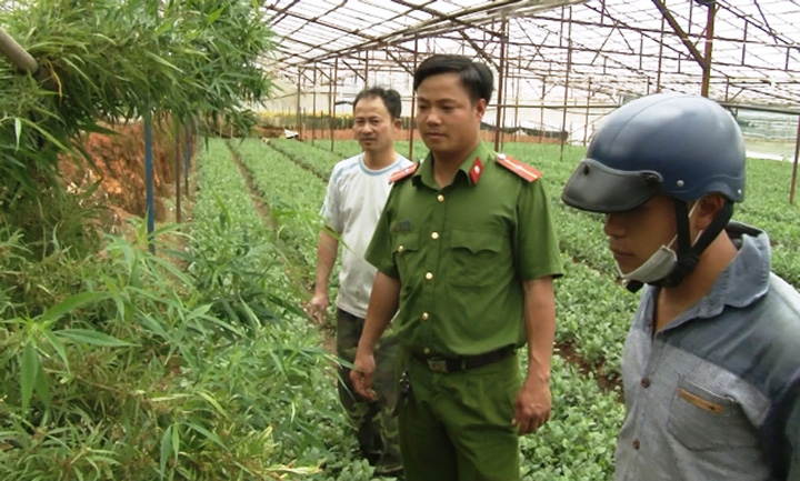 Đà Lạt: Phát hiện trên 25kg cây cần sa trồng trong nhà kính