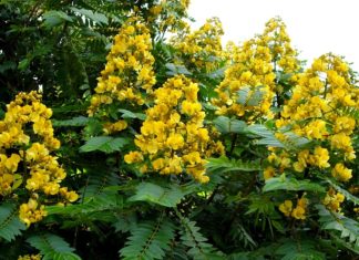 Lâm Đồng sẽ trồng 17.460 cây muồng đen ven cao tốc Liên Khương – Prenn