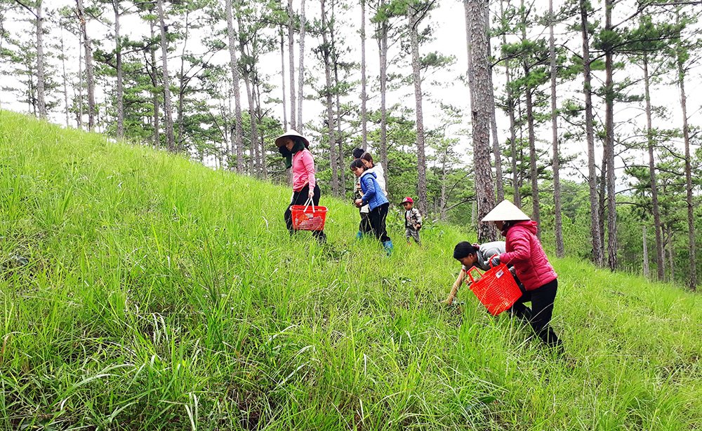 Đà Lạt: Thu sang đi hái “lộc rừng”