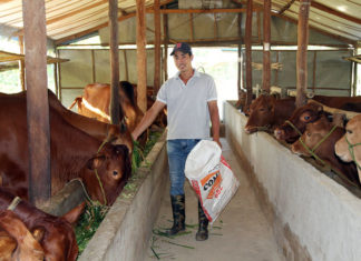 Lâm Đồng: 8X làm giàu từ nuôi bò ngoại nhập