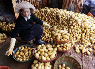 Đà Lạt: Ba tháng nhập trên 100 tấn khoai tây Trung Quốc