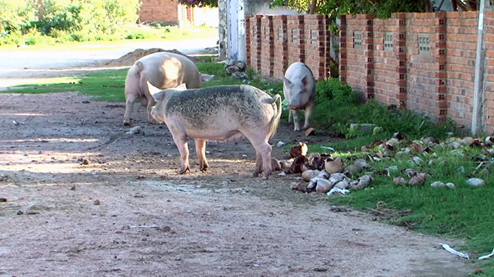 Hàng chục con heo thả rông nội ô Đà Lạt