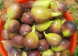 Lâm Đồng: Quả sung to như trứng vịt ăn ngọt mát khiến chị em săn tìm