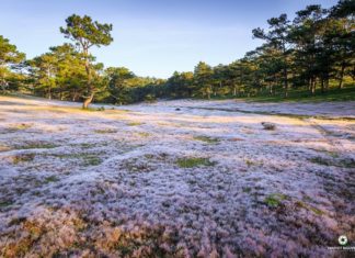 Đà Lạt lập Đông với những đồi cỏ hồng đẹp như thiên đường hạ giới