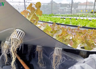 Đà Lạt: “Đột nhập” Liangbiang Farm xem mô hình trồng rau khí canh