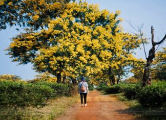 MÙA HOA VÀNG nở rộ tung cánh ngập trời TÂY NGUYÊN