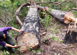 Lo ngại khi Lâm Đồng khai thác gần 750ha rừng thông ba lá