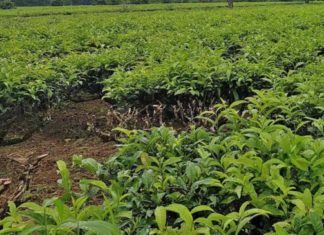 Bảo Lộc: Tạm giữ đối tượng thực hiện gần 20 vụ trộm chè