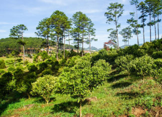 Lâm Đồng: Chủ nhân khu du lịch Đasar: 10 năm bỏ phố đi giữ “trái tim” rừng