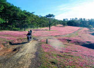 Đà Lạt: Không thu tiền vé ở Mùa hội cỏ hồng 2017
