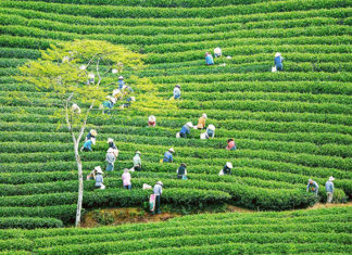 Khám phá vùng trà gần 100 năm tại Đà Lạt