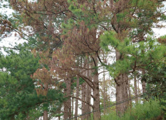 Đà Lạt: Hàng trăm cây thông 30 năm tuổi bị “tiêm” thuốc độc