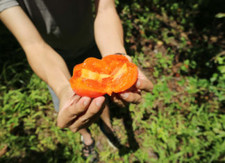 Rộn ràng mùa trái hồng ở Đà Lạt