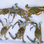 IMG_1506690300395_1508047692112