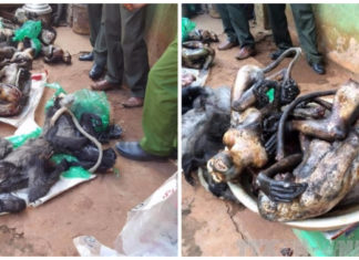 Đức Trọng: Bắt quả tang quán thịt chó buôn bán động vật hoang dã