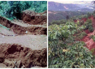 Lâm Đồng: Sụt đất, hơn 10ha cà phê của dân bị vùi lấp