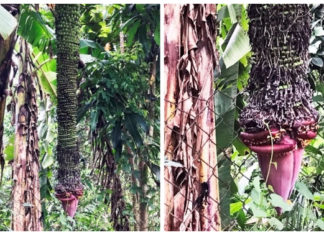 Buồng chuối khủng “đẻ” gần 200 nải vẫn chưa dừng lại