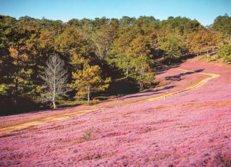 Đà Lạt cấm du khách vào khu vực Đồi Cỏ Hồng để chuẩn bị cho lễ hội Cỏ Hồng