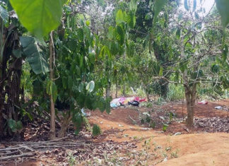 Lâm Đồng: Thông tin thêm về vụ “Phó chủ tịch HĐND xã bị bắn chết trong rẫy cà phê”